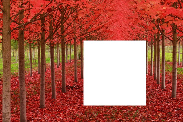 arboles rojos Photo frame effect