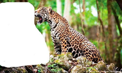 jaguar Fotomontāža