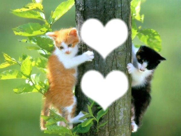 *Famille chatons* Fotomontage