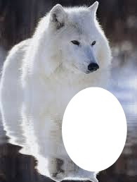 mon loup blanc Photo frame effect