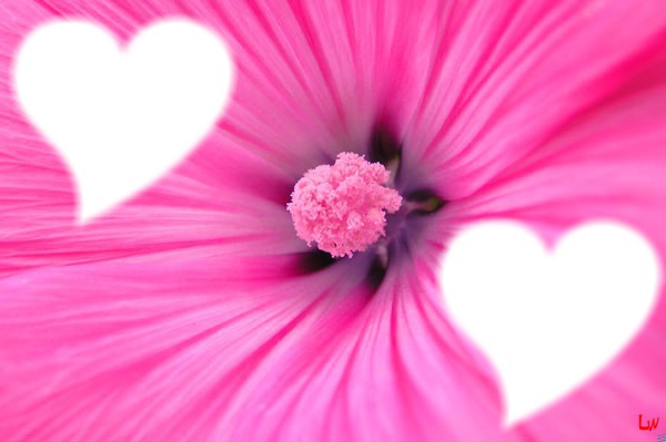 Amour en rose . Photo frame effect