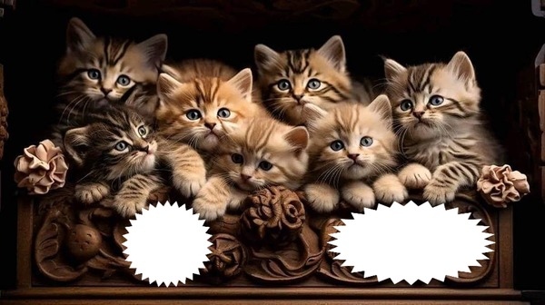 chats Montage photo