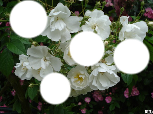 roses blanches Φωτομοντάζ