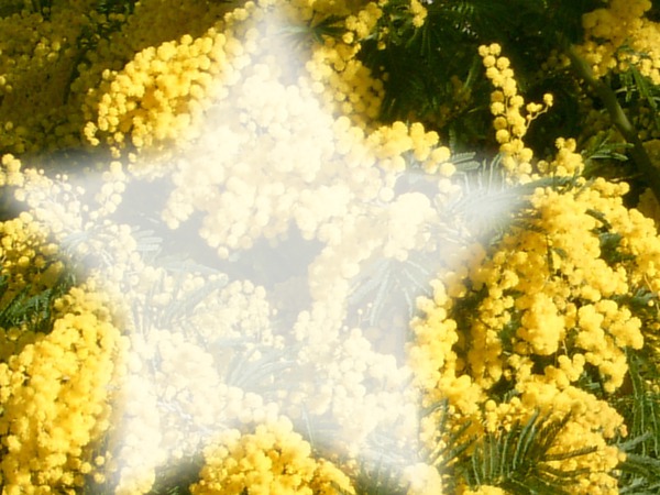 MIMOSA Photo frame effect