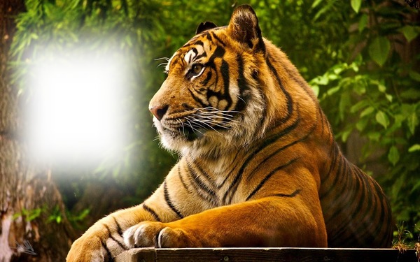 Tigris a dzsungelbe Fotomontaggio