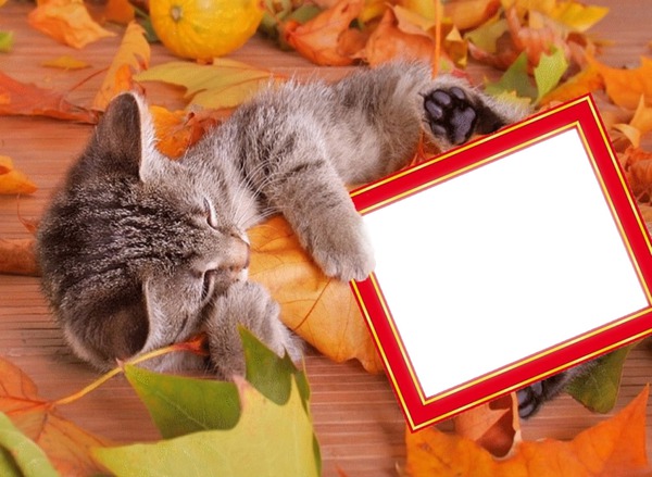 Podzim,kotě Фотомонтажа