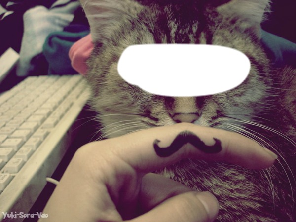 chat swag <3 Fotomontage