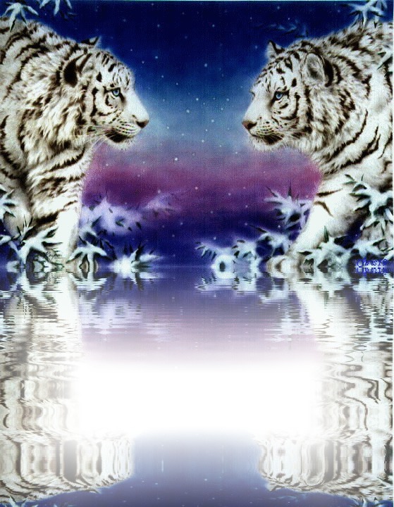 tigres Fotomontasje