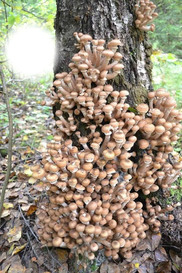 грибы Фотомонтаж