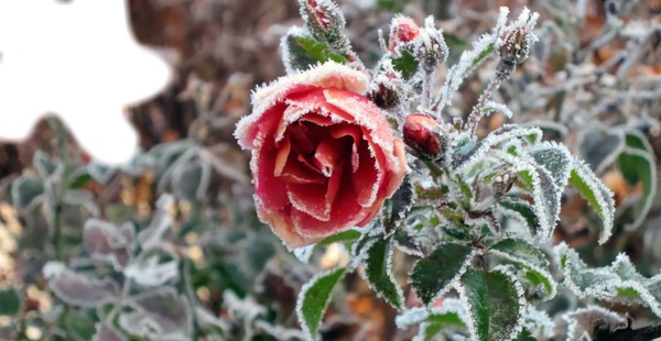frozen Rose Fotomontage