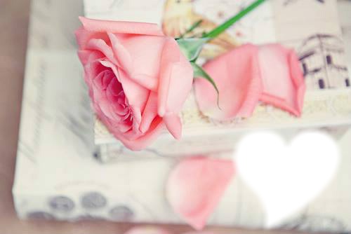 fleur rose Montaje fotografico