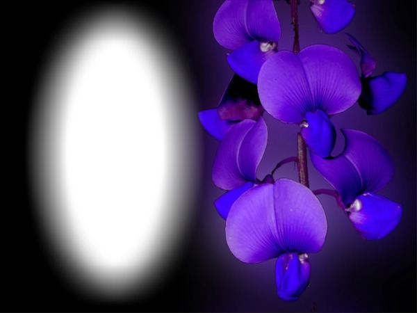 Fleurs bleue Fotomontage