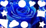 rose bleu Valokuvamontaasi