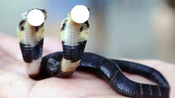 serpent Fotomontagem
