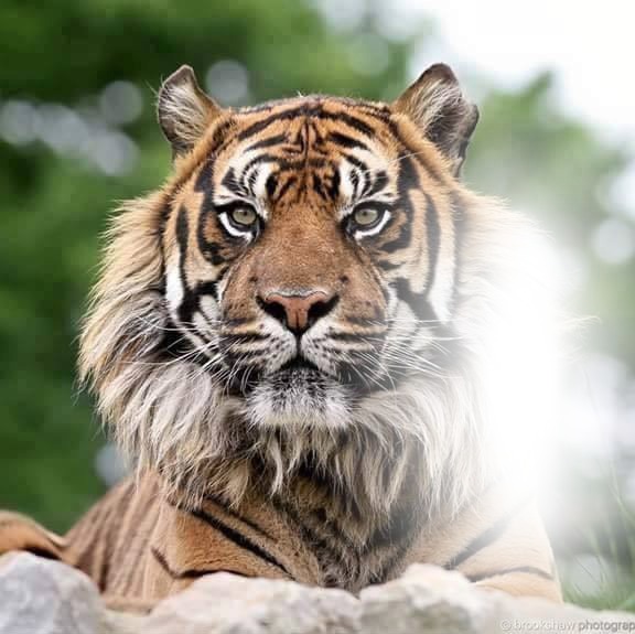tiger Фотомонтаж