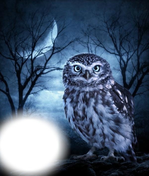 #owl; #wood;  #bluemoon Photomontage