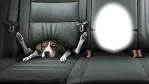 beagle-voiture Fotomontasje