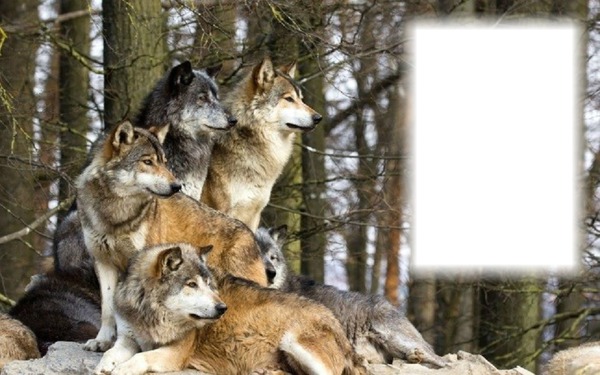 farkasok 1 kép Fotómontázs