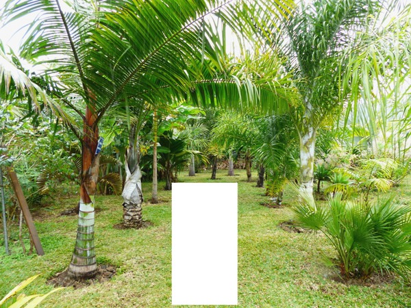 palmier Fotomontaža