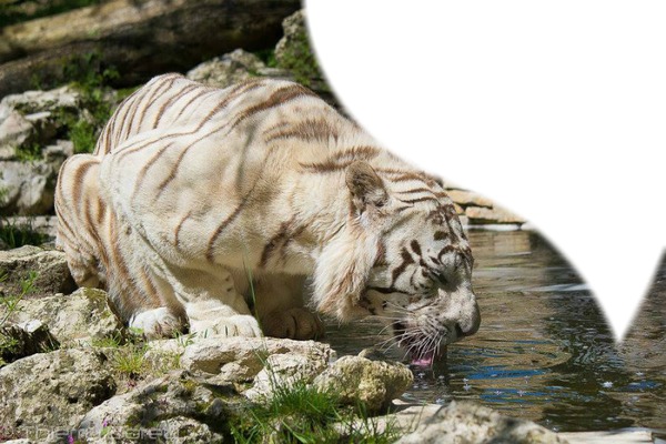 tigre au point d'eau Montaje fotografico
