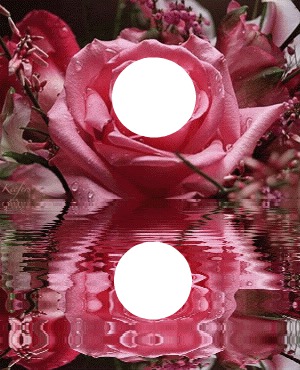 rosa Montage photo