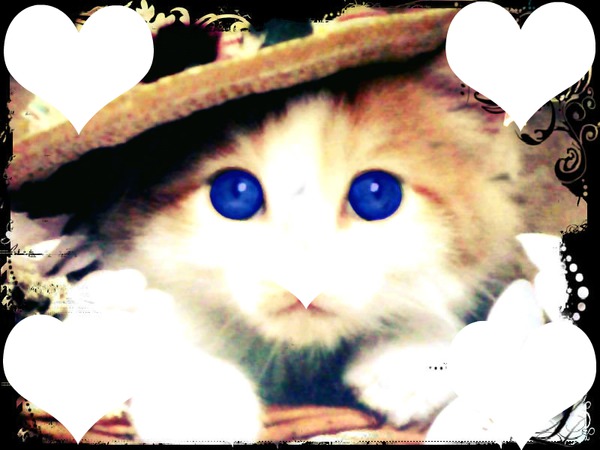 Gato fofinho com o olho azul Montage photo