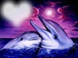 Dolphin Photo frame effect