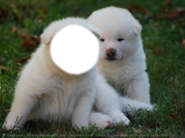 petit chien Photomontage