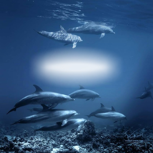 dauphins Фотомонтажа