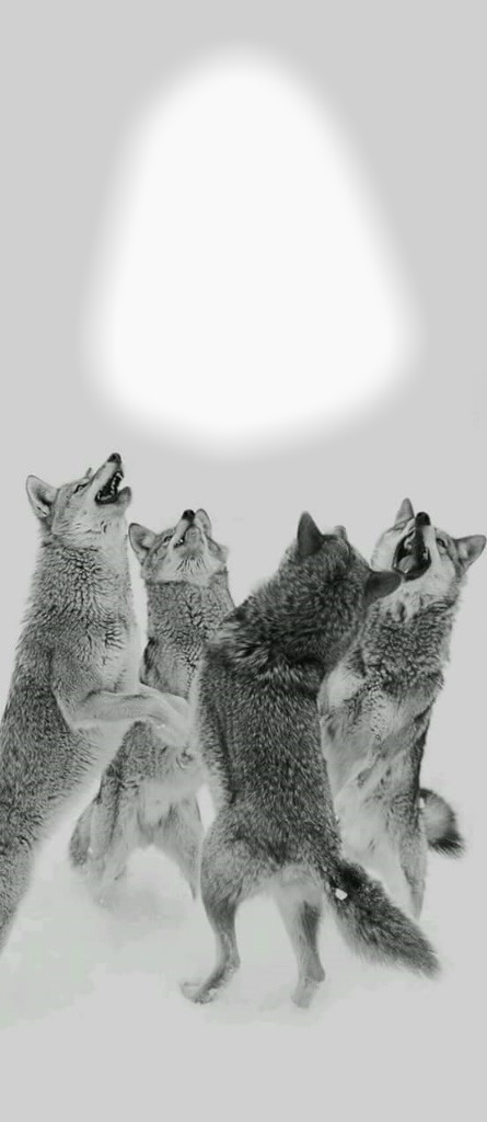 Wolves Photo frame effect