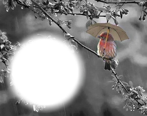 Oiseau sous la pluie Fotomontaż