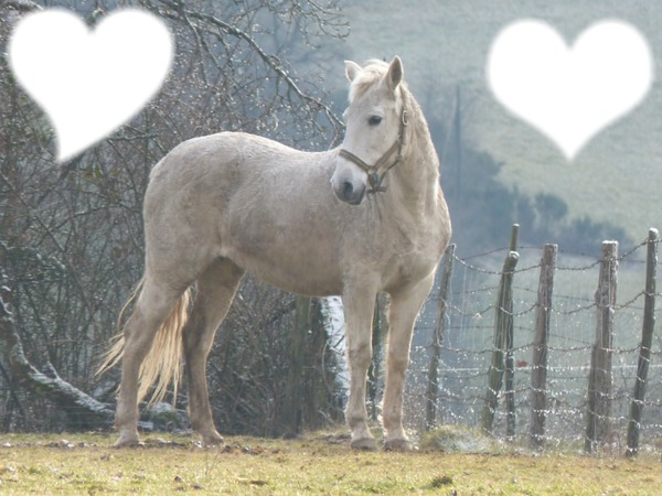 mes chevaux Photo frame effect