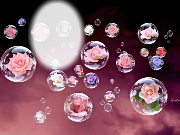 roses bulles Montage photo