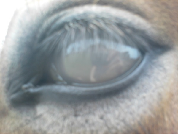 oeil cheval Фотомонтажа