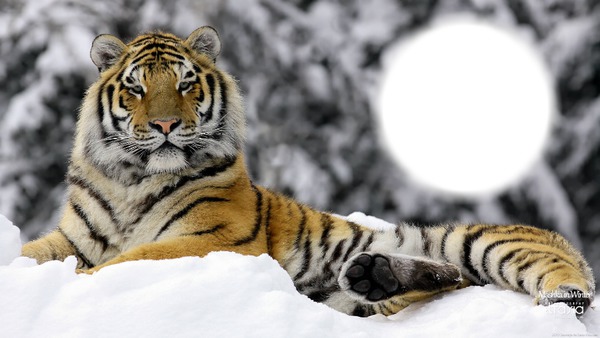 "Tigre" Фотомонтажа