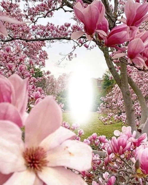Cc jardin de flores rosa Fotomontagem