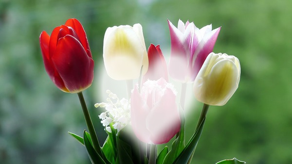 Tulips Photomontage