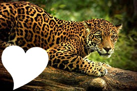 jaguar Photomontage