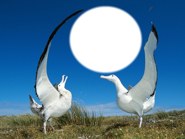 oiseau migrateur Photomontage