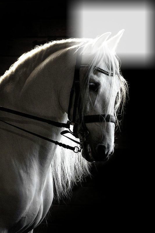 White horse Photo frame effect