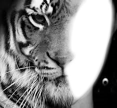 tete de tigre Фотомонтажа