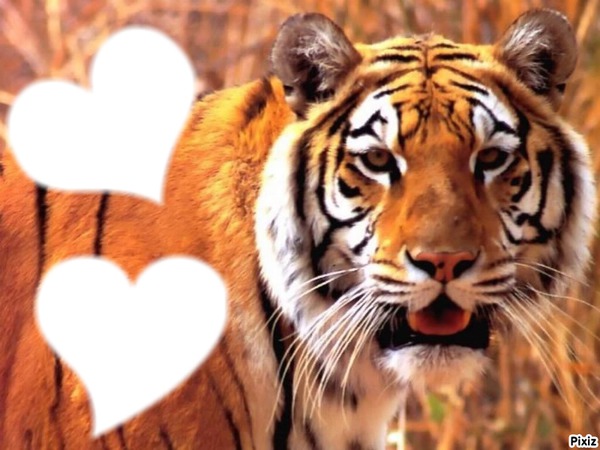 tigre amour Montaje fotografico