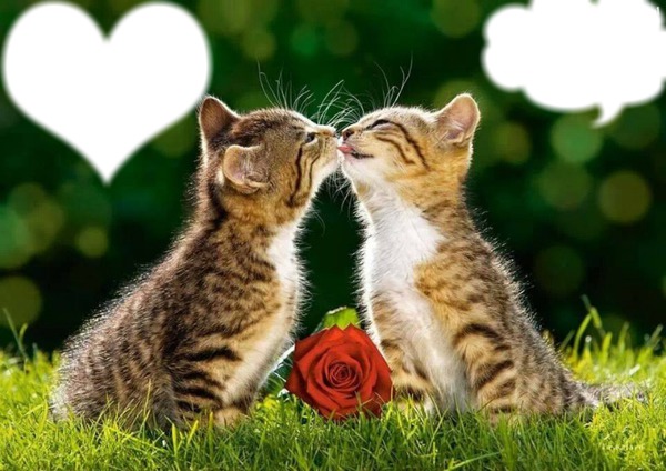 2 chatons amoureux Montage photo