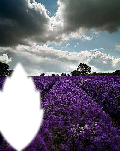violetas Fotomontaggio