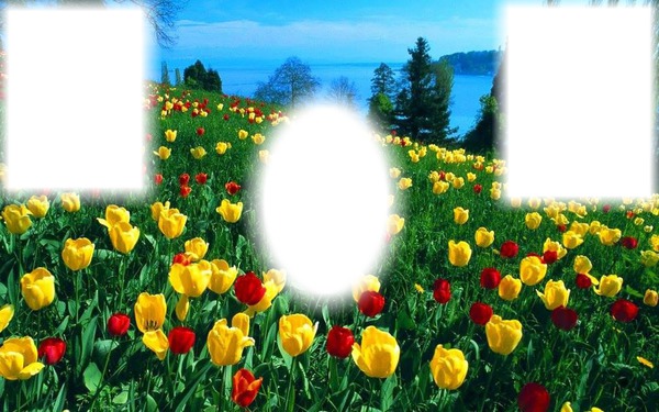 tulipán mező Fotomontáž