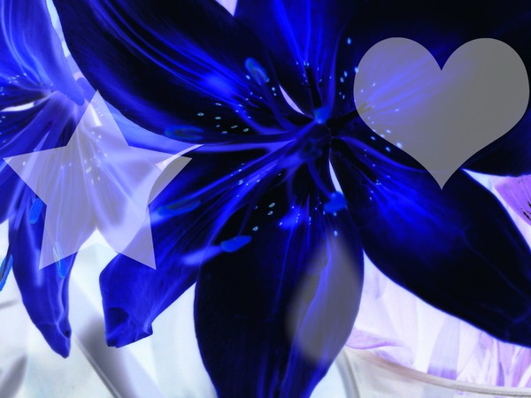 flor azul Valokuvamontaasi