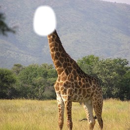 girafa Fotomontagem
