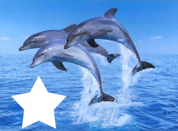 paule et les dauphins Fotomontage