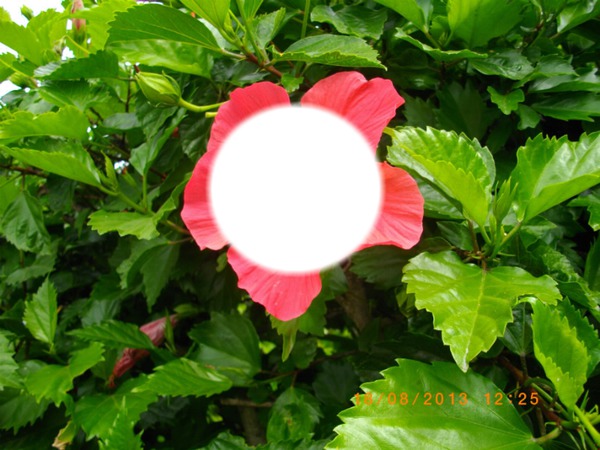 hibiscus Montaje fotografico
