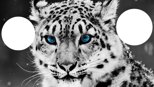 Бял Тигър Fotomontasje
